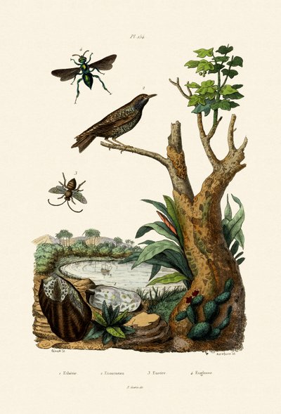 Starling, 1833-39 av French School